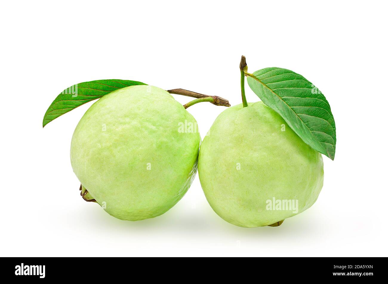 Bio-Guava-Frucht mit grünem Blatt auf weißem isolierten Hintergrund mit Clipping-Pfad, Studioaufnahme. Guava haben hohen Vitamin C und Antioxidans. Gesund f Stockfoto