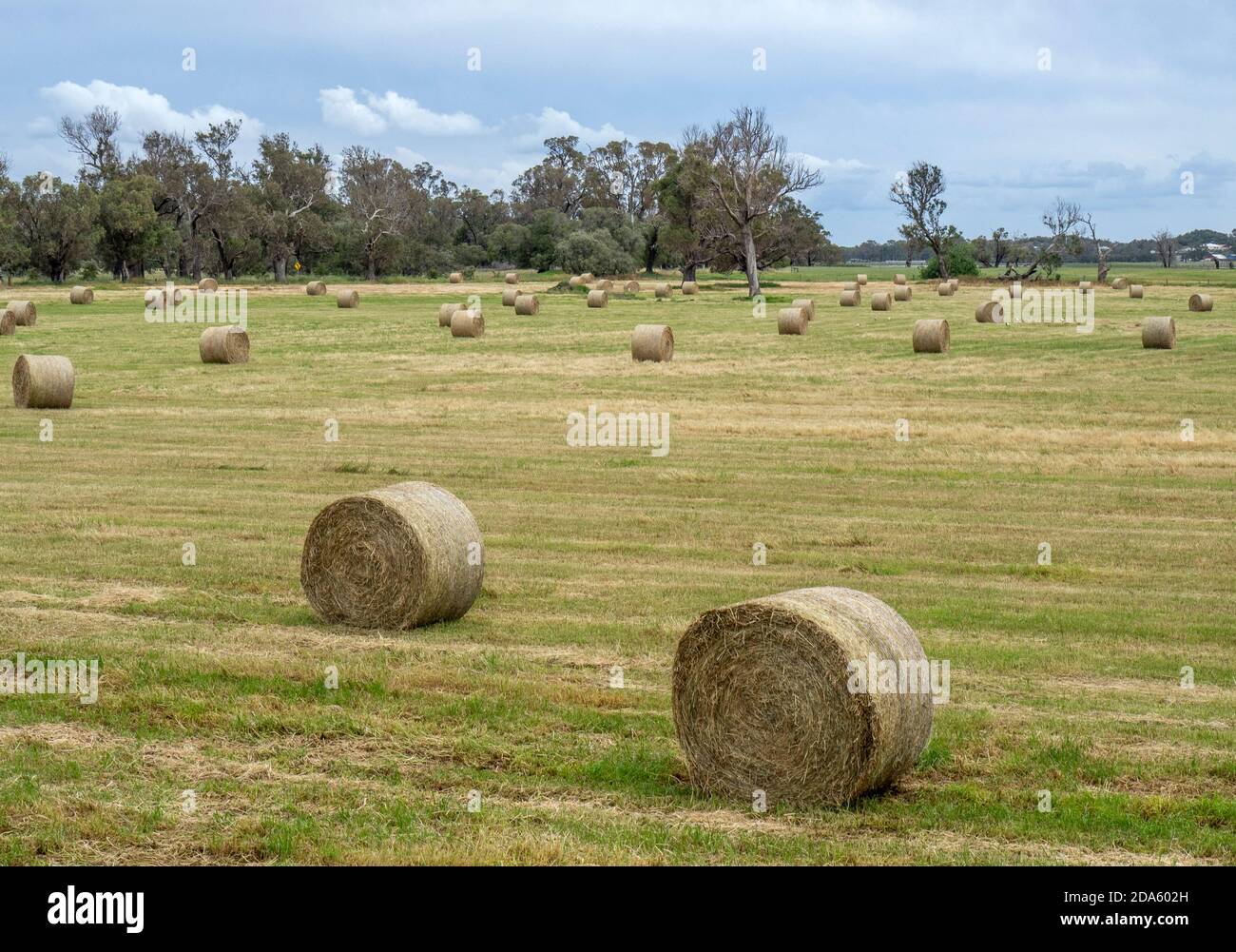 Gerollte Heuballen auf einem geernteten Feld auf einer Farm in Capel Western  Australia Stockfotografie - Alamy