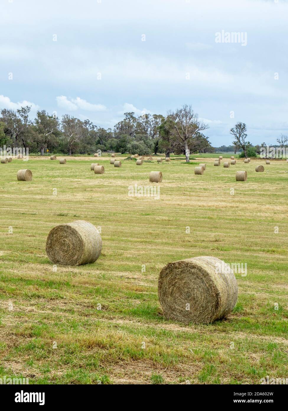 Gerollte Heuballen auf einem geernteten Feld auf einer Farm in Capel Western  Australia Stockfotografie - Alamy