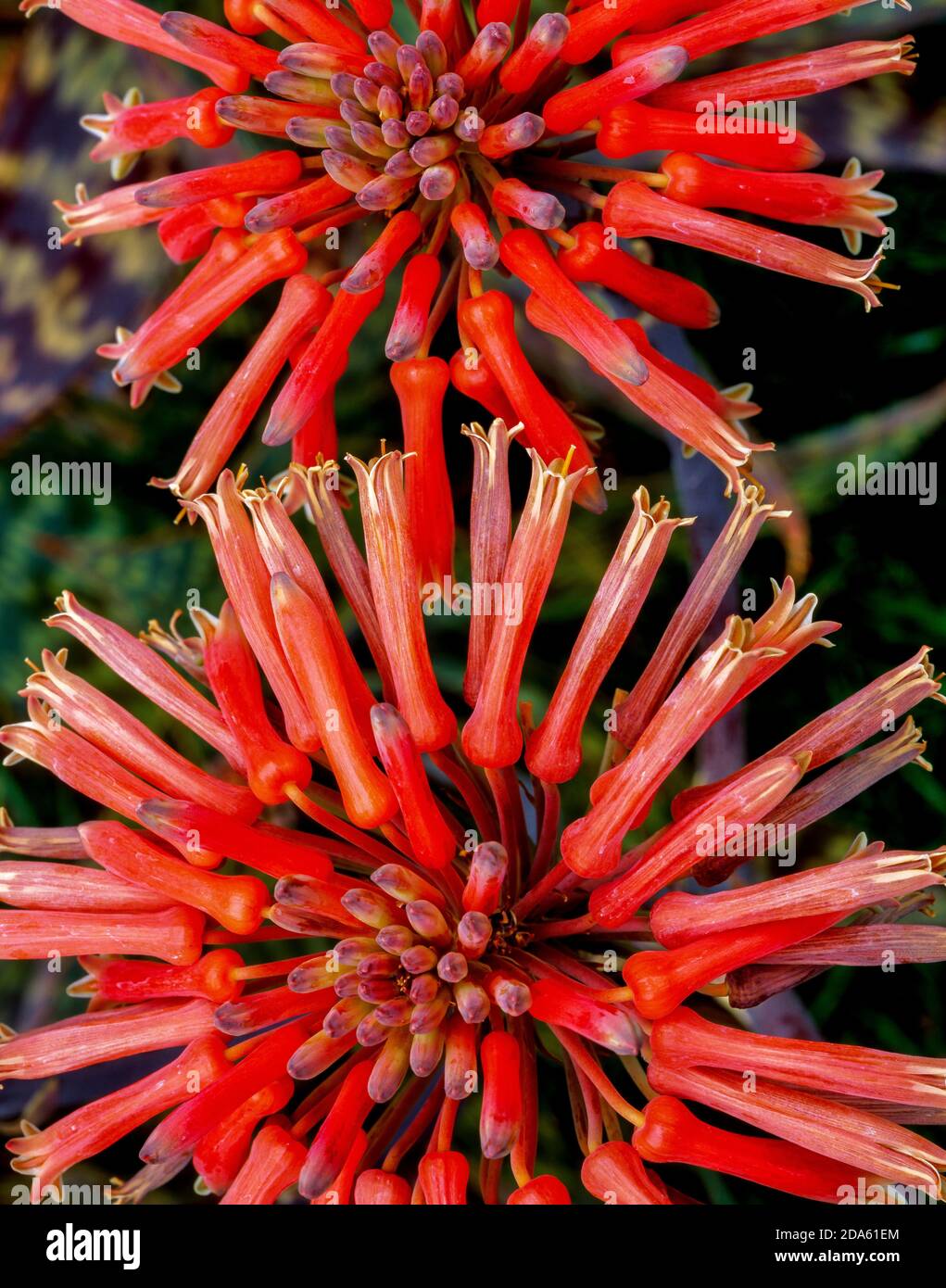 Blühende Aloe, Zebra Aloe, Aloe maculata, Fern Canyon Garden, Mill Valley, Marin County, Kalifornien Stockfoto
