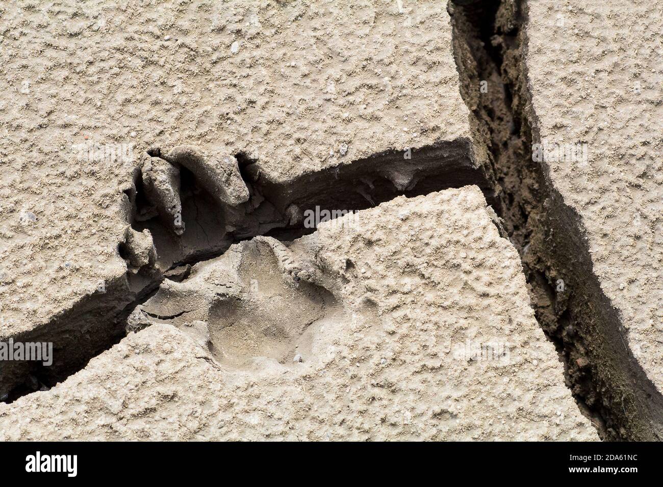 Große Hunde Fußabdruck auf trockenem Boden Stockfoto