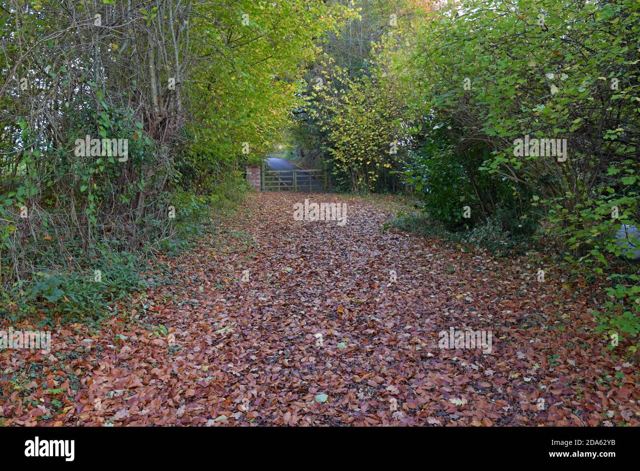 Ein mit Blättern bedeckter Frontantrieb und Tore, die auf eine Landstraße im ländlichen Shropshire, Großbritannien, führen Stockfoto