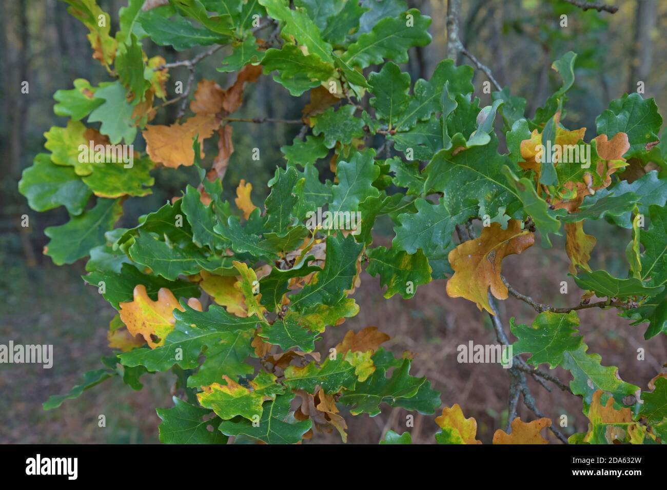Eine Eiche in einem Shropshire Wald mit Blättern langsam Herbstliche Farben Stockfoto