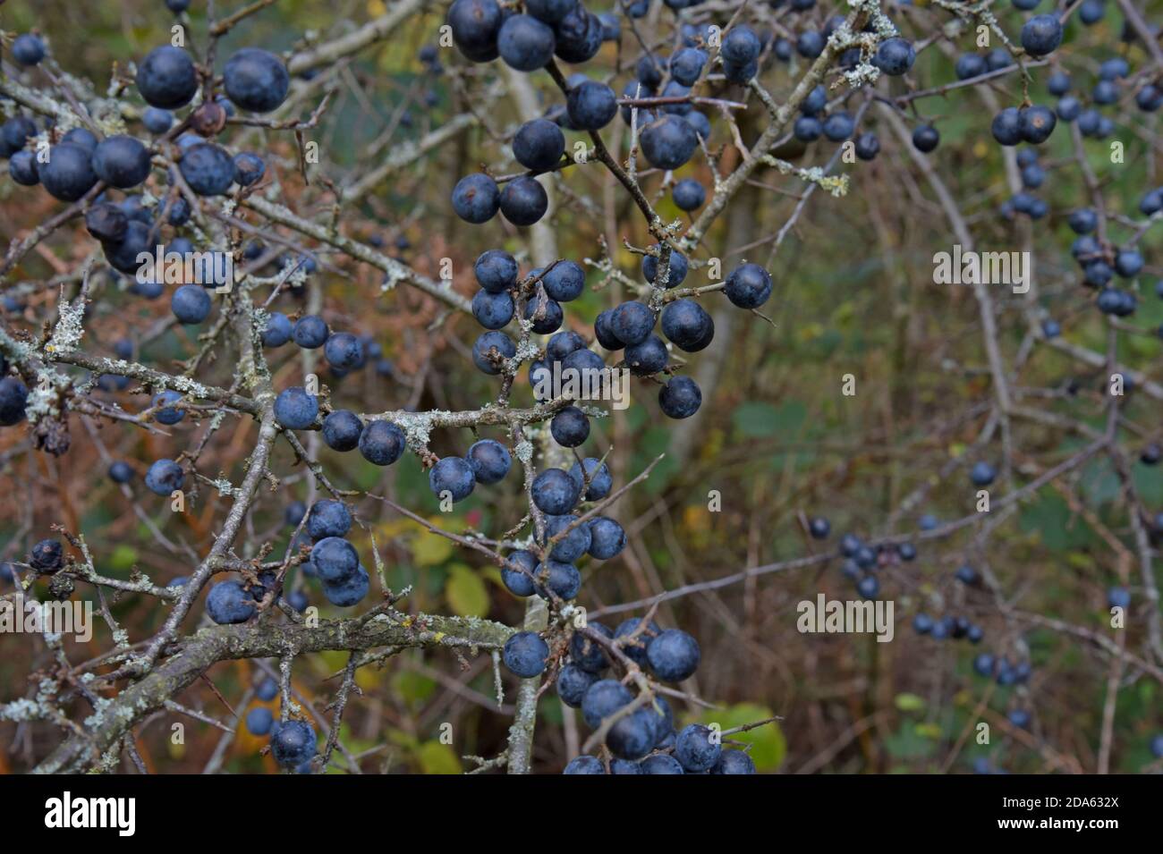 Reife Schlehen (Prunus spinosa) in einem Shropshire-Wald Stockfoto
