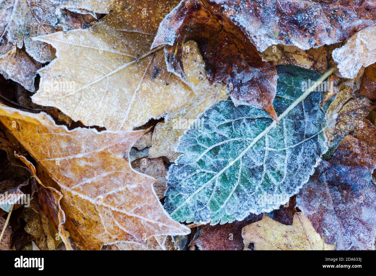 Mosaik von gefallenen Blättern, die auf dem Boden liegen und bedeckt sind Mit Frost Stockfoto