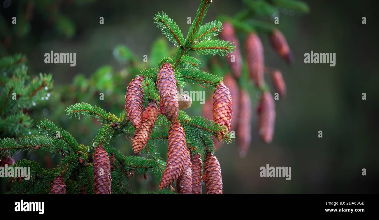 Goldwappen versteckt hinter einem Pinienkegel in einem Baum. Das beste Foto Stockfoto