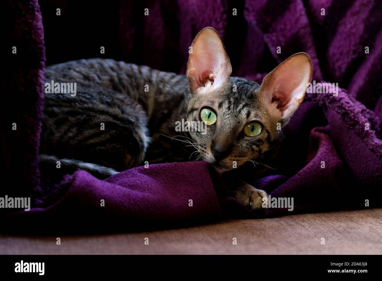 Eine graue Katze mit grünen Augen liegt auf einer violetten Decke. Gestreifter cornish rex beim Blick auf die Kamera. Stockfoto