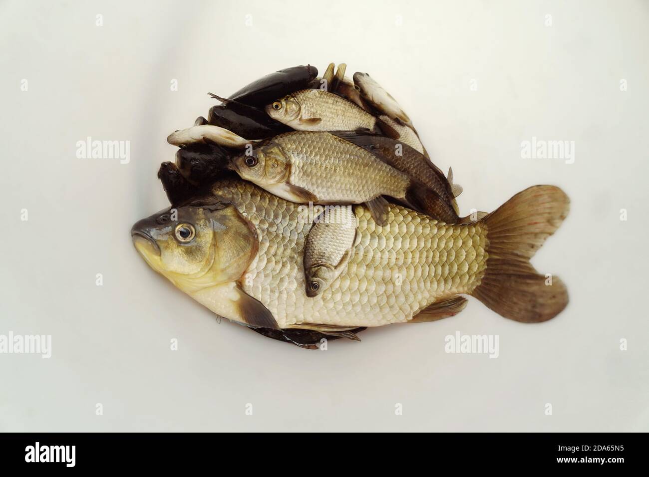 Frischer Fisch Karausche liegt auf einem Teller. Stockfoto