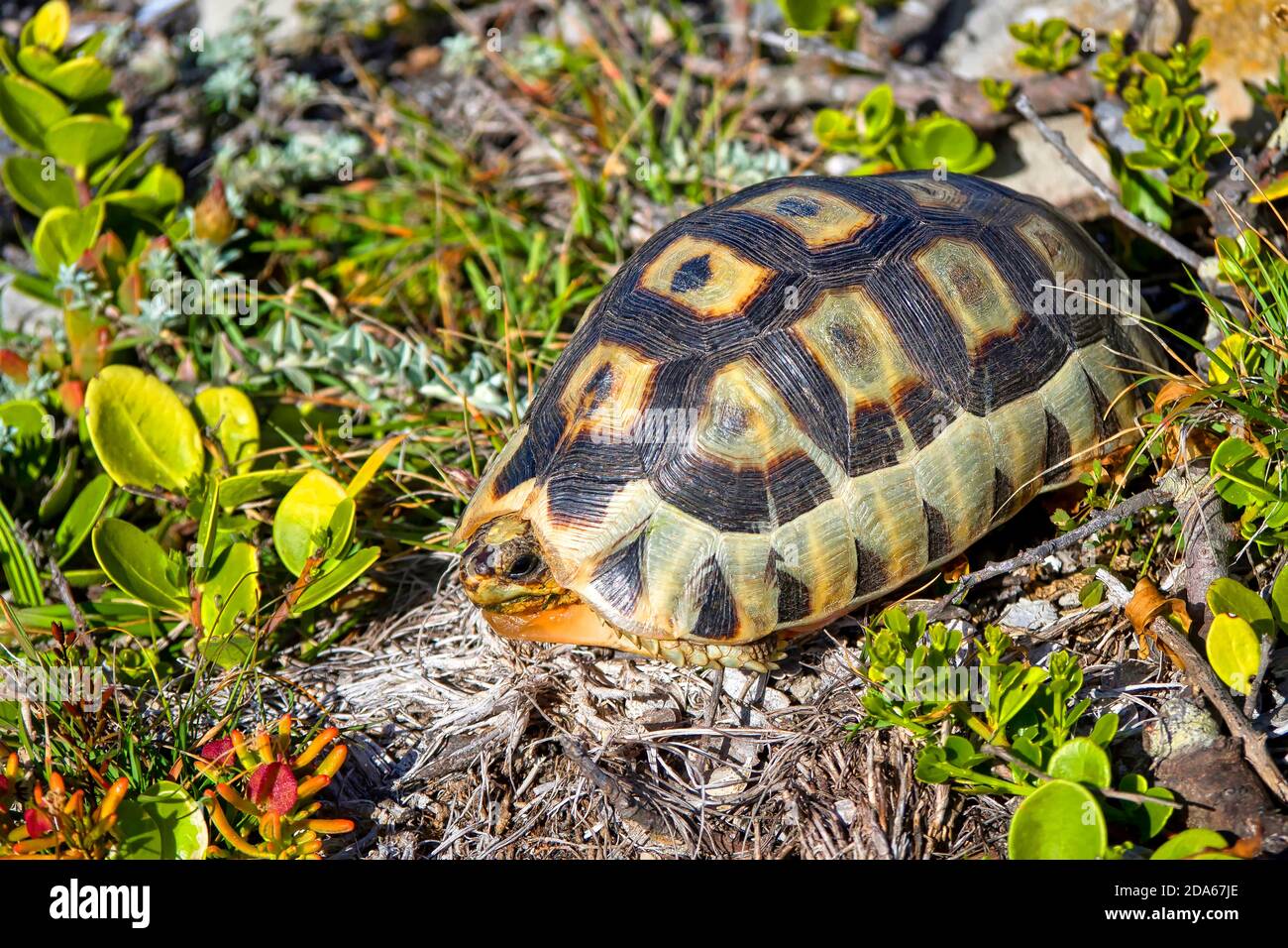 Angulate Tortoise, Chersina angulata, Walker Bay Nature Reserve, Gansbaai, Western Cape, Südafrika, Afrika Stockfoto