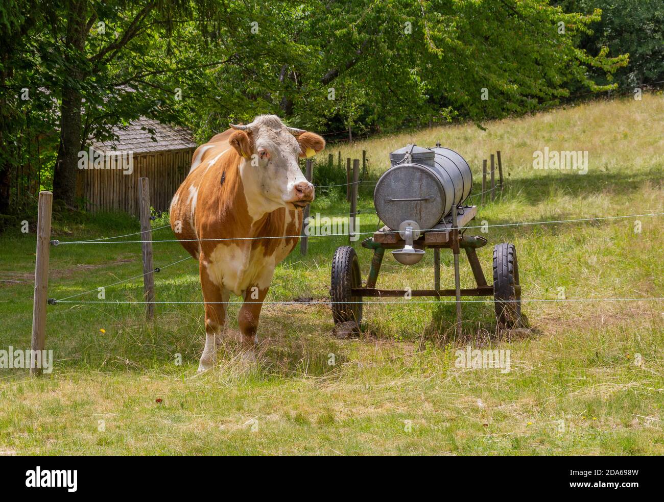 Kuh auf einer Wiese mit Wasseranhänger in sonnigem Ambiente Stockfoto