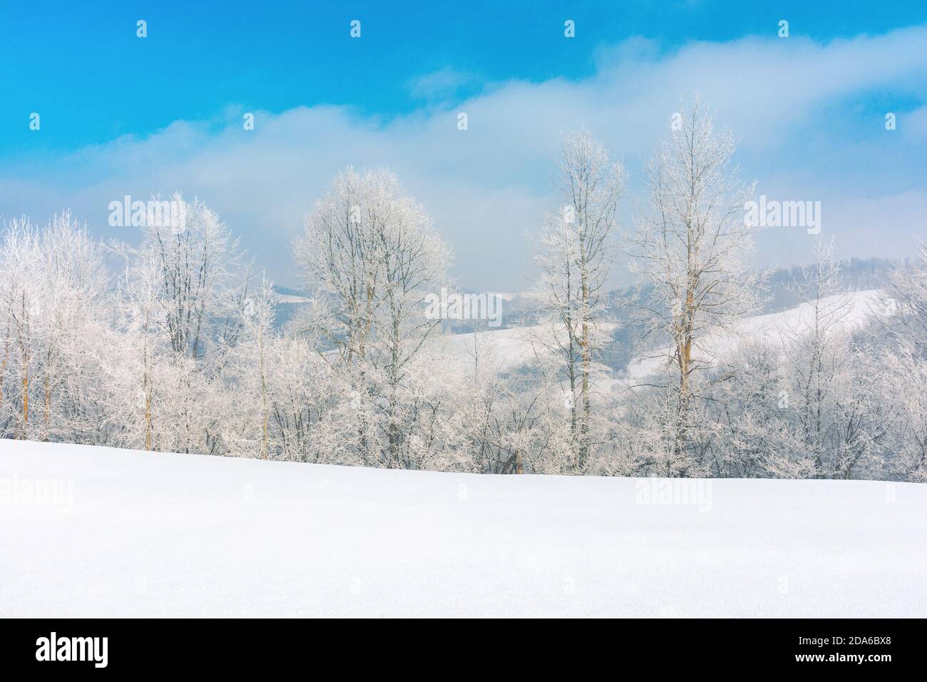 Bäume im Raureif auf einer schneebedeckten Wiese. Herrliche Winterlandschaft am frostigen Morgen in den Bergen. Sonniges Wetter mit blauem Himmel. Echter Winter Stockfoto