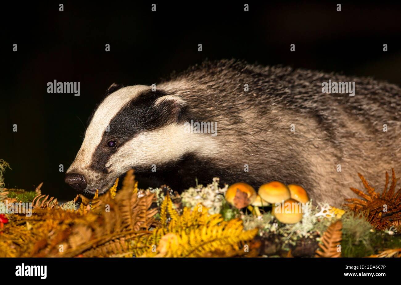 Dachs (Wissenschaftlicher Name: Meles Meles) Nahaufnahme eines wilden, einheimischen Dachs, der nachts im Herbst mit goldenen Farnen und Toadstools auf Nahrungssuche ist. Querformat. Stockfoto