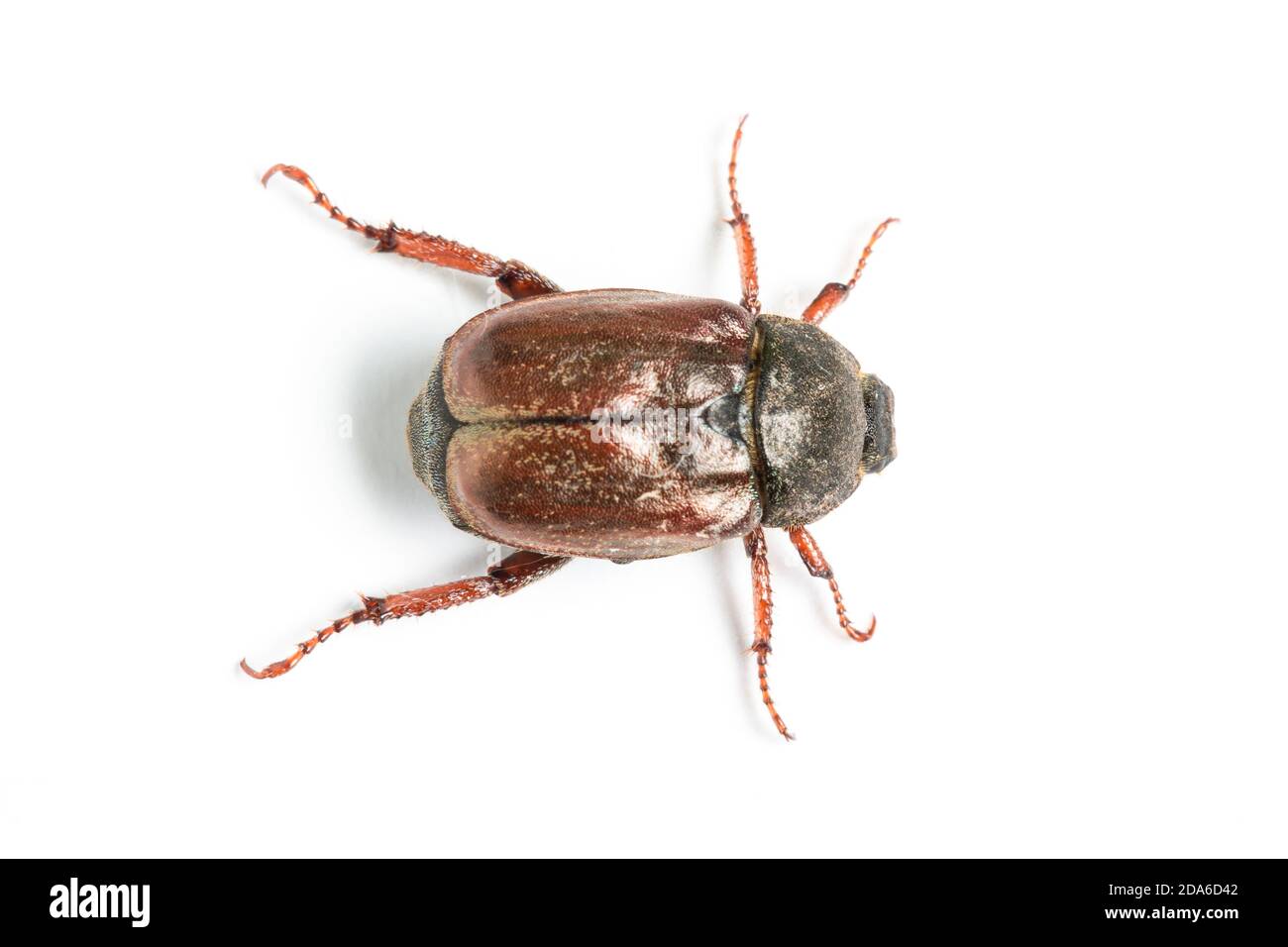 Welsh Chafer Beetle, Hoplia philanthus, Dixton, Monmouthshire, Wales. Familie Scarabaeidae Stockfoto