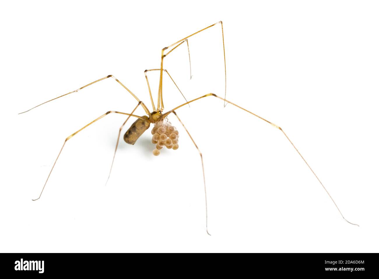 Cellar Spider, Pholcus phalangioides, Eier tragen. Catbrook, Monmouthshire, Wales, Großbritannien. Familie Pholcidae. Stockfoto