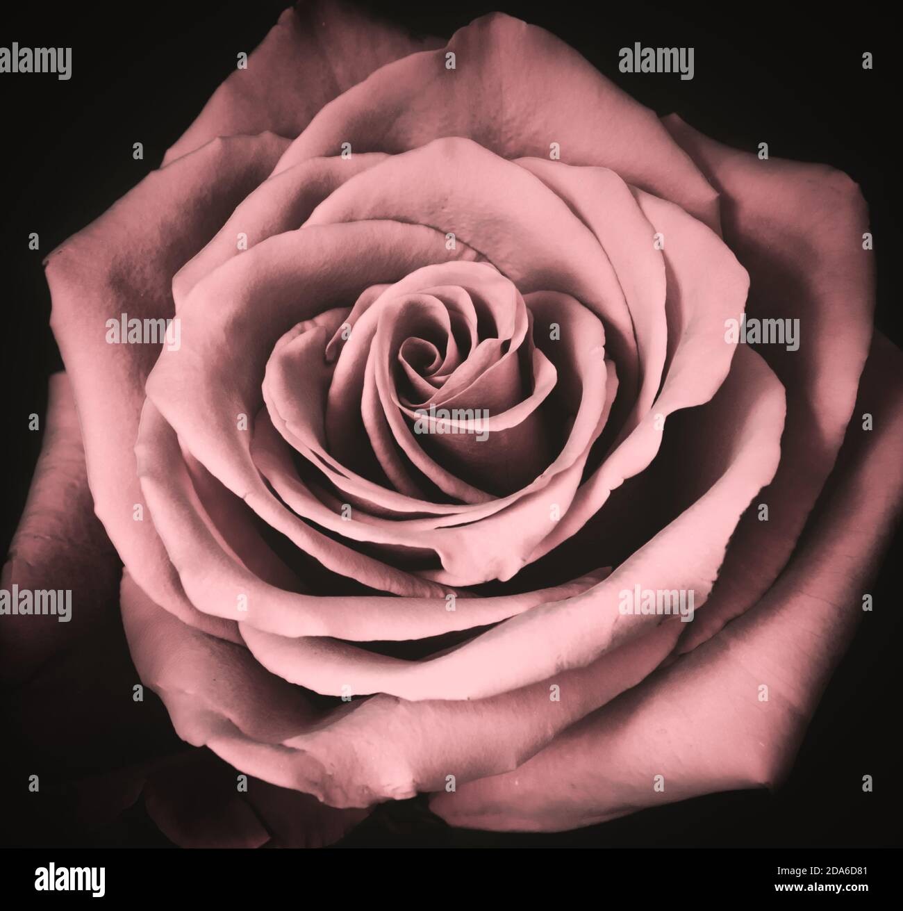 Romantische alte rosa Rose isoliert auf schwarz. Stockfoto