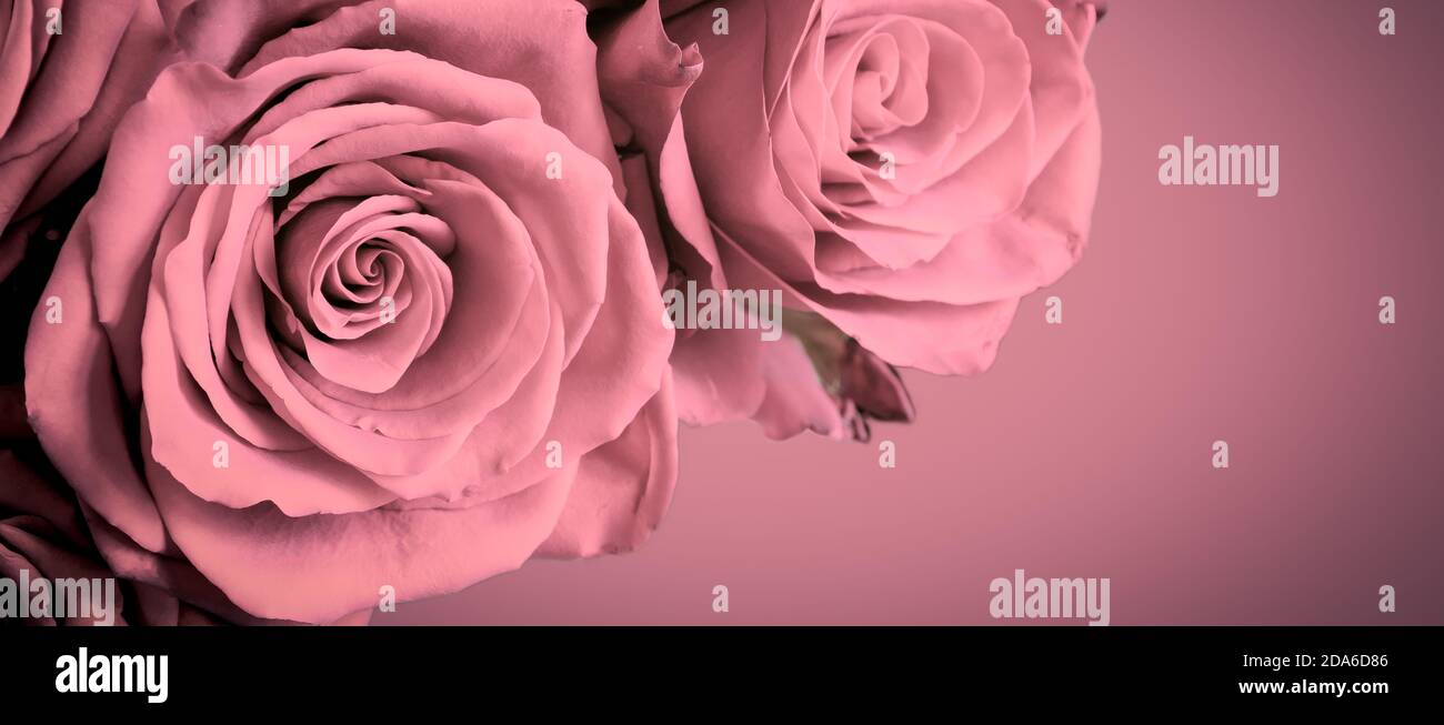 Schöne rosa Rosen auf alten rosa Hintergrund mit dunklen Vignette Rahmen. Stockfoto