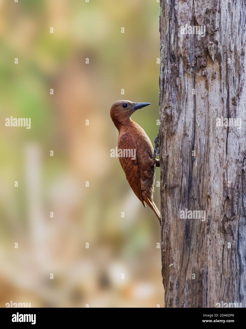 Ein Rufous-Specht (Micropternus brachyurus), der an der Seite eines Baumstammes in den Wäldern von Thattekad in Kerala, Indien, sammelt. Stockfoto