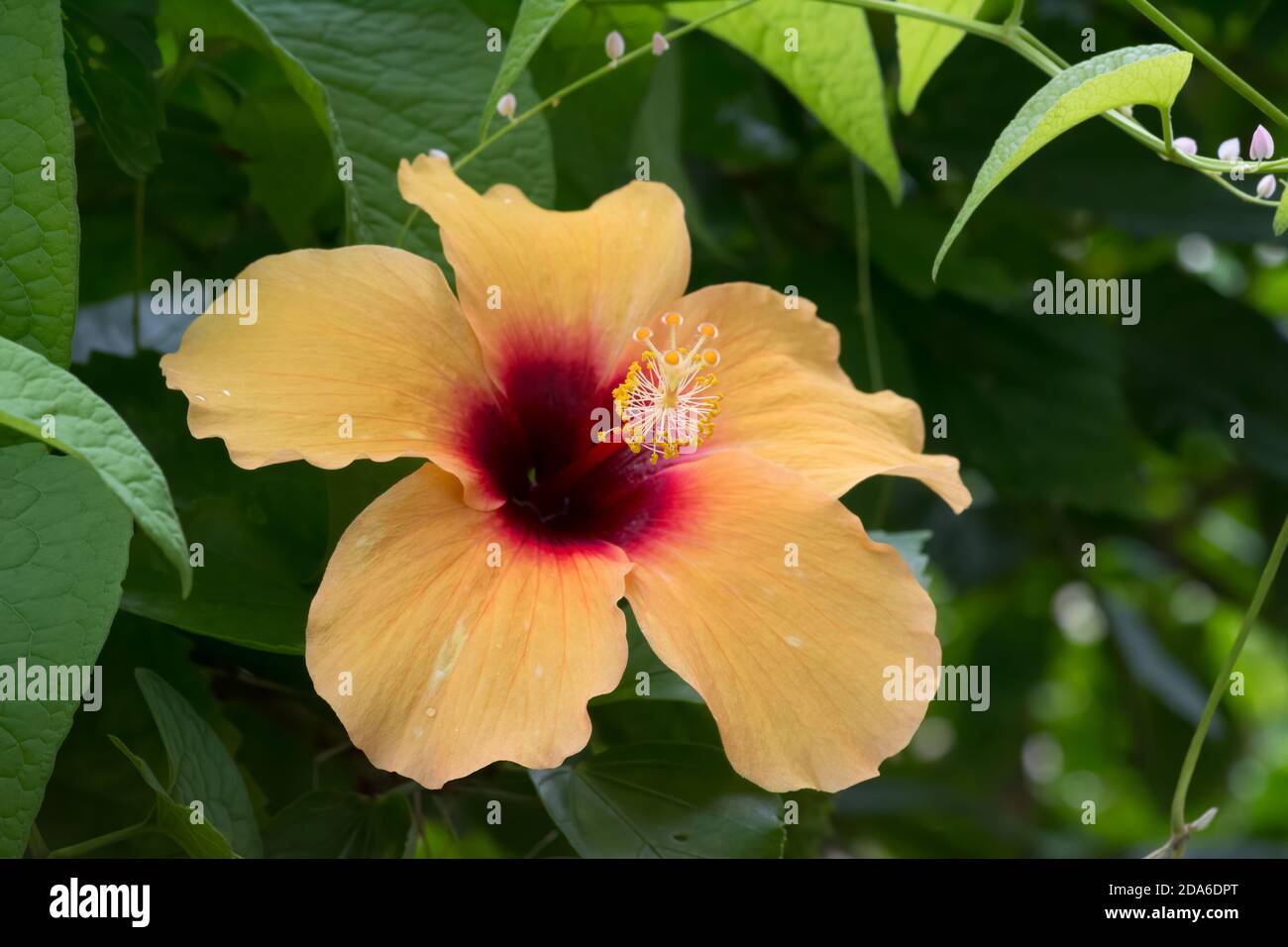 Ein schöner Orange Hibiscus (Hibiscus rosa-sinensis), blüht in voller Blüte im Garten bei Mangalore in Karnataka, Indien. Stockfoto