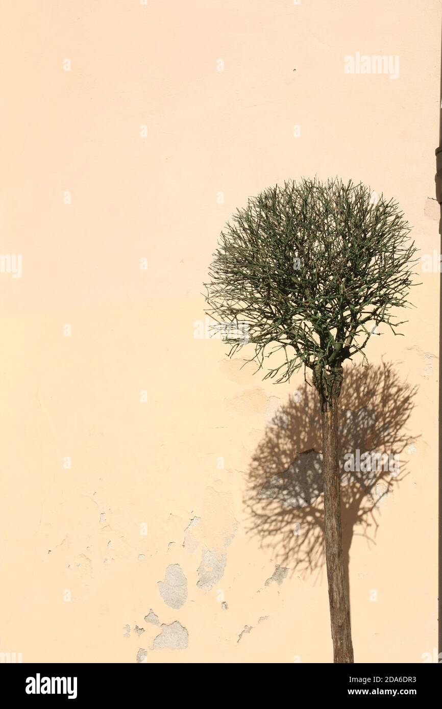 Isolierter Baum mit sichtbaren Ästen und Schatten, der auf die alte Hintergrundwand mit Rissen fällt. Toller Hintergrund für Website, Social Media, Cover, Karte. Stockfoto