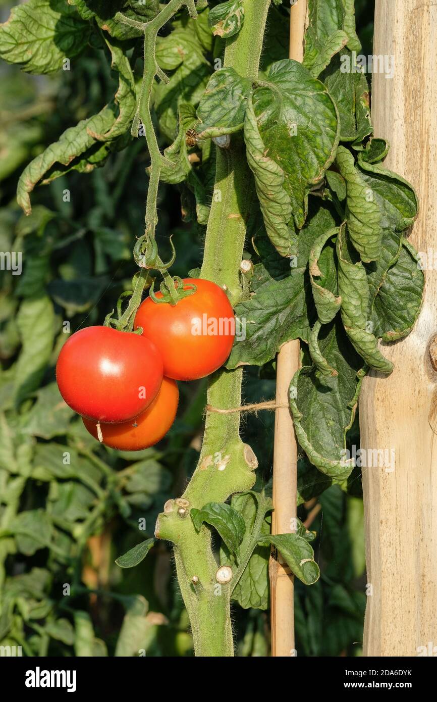 Solanum lycopersicum 'Cristal'. Tomate 'Cristal'. Reife Tomaten wachsen auf der Rebe Stockfoto