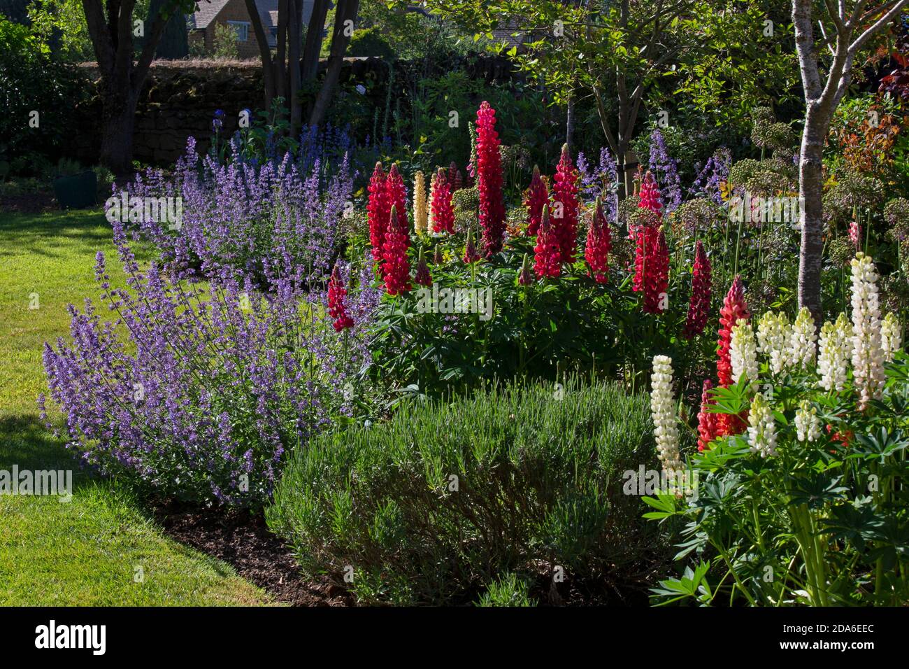 Sommer Grenze in English Garden, England, Europa Stockfoto