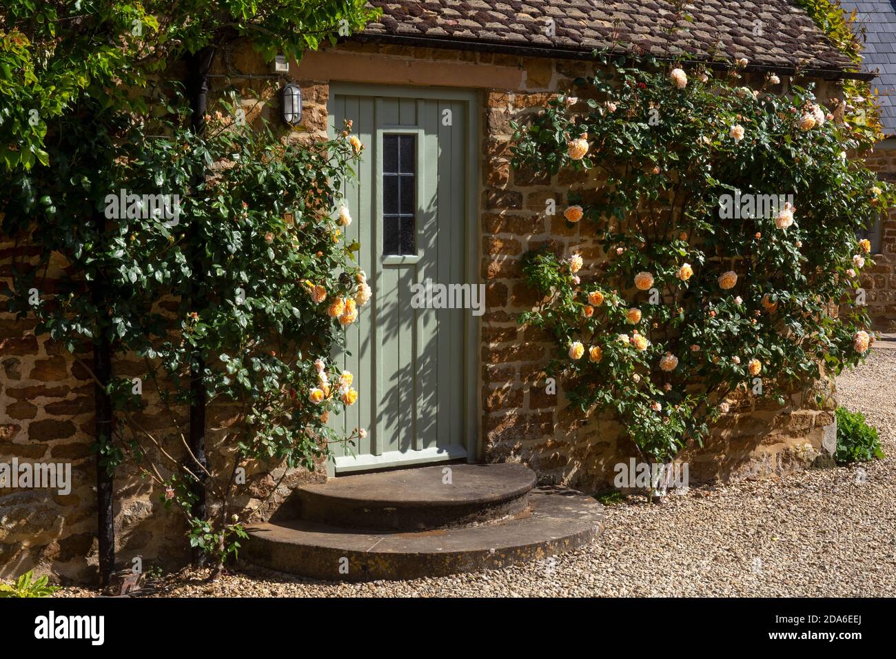Kletterrose um die Tür in English Garden, England, Europa Stockfoto