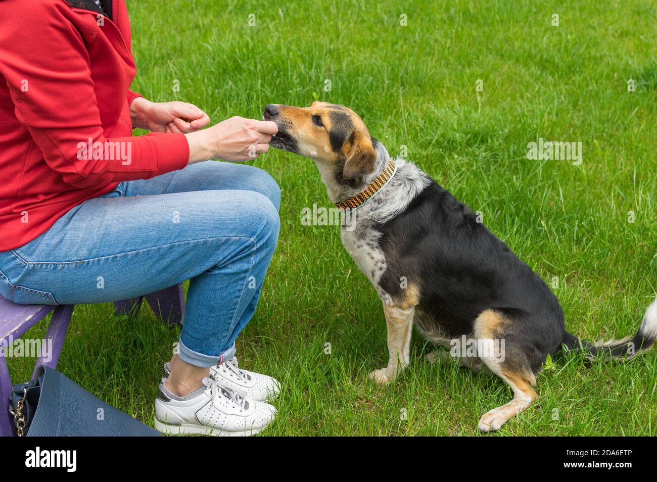 Weibliche Master sitzt auf einer alten Bank und Fütterung Mischlingsrasse Hündin Stockfoto