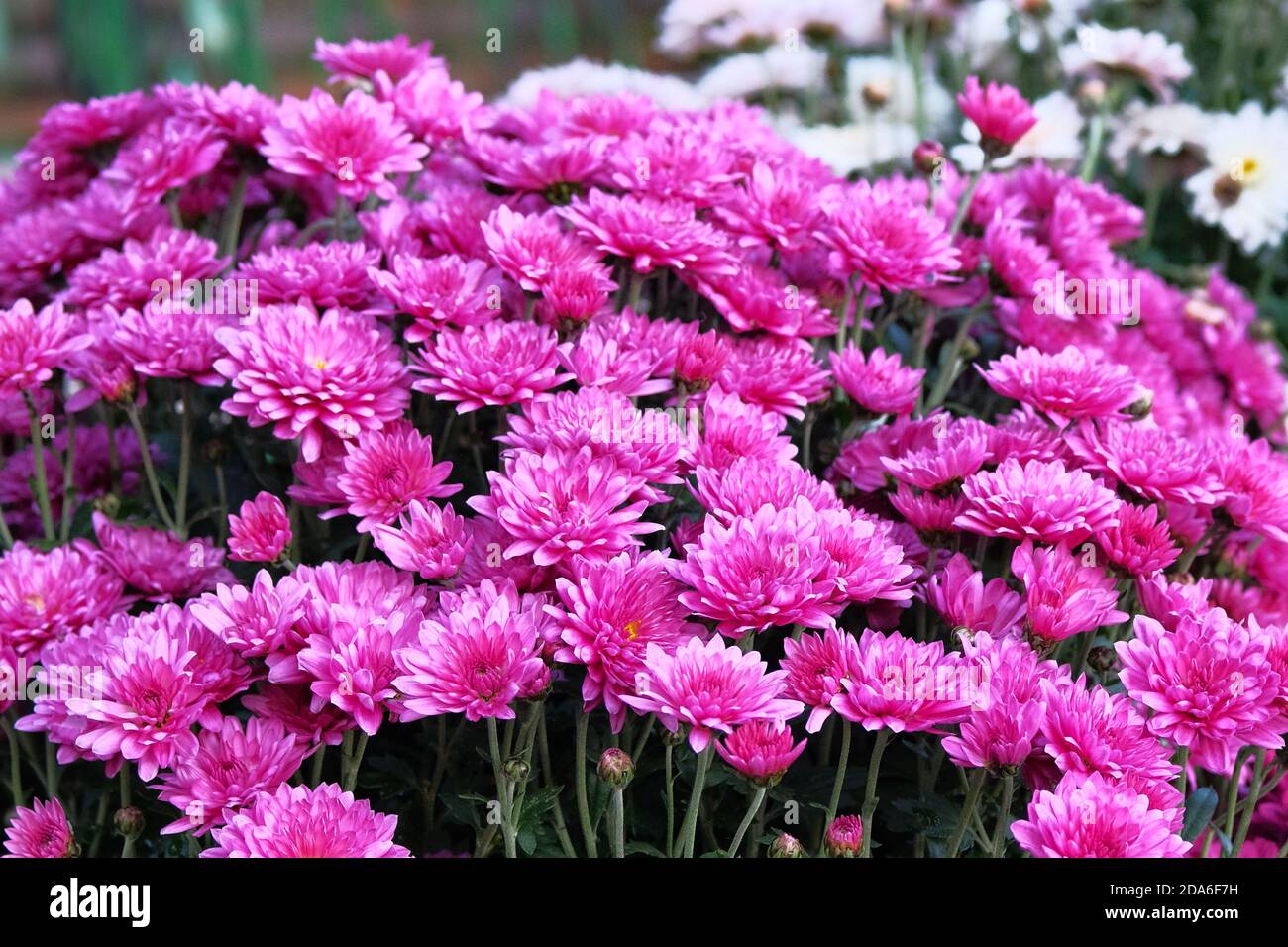 Bouquet von leuchtend lila Chrysantheme Blumen. Chrysantheme (Hardy Mums) Blumen im botanischen Garten. Nahaufnahme. Stockfoto