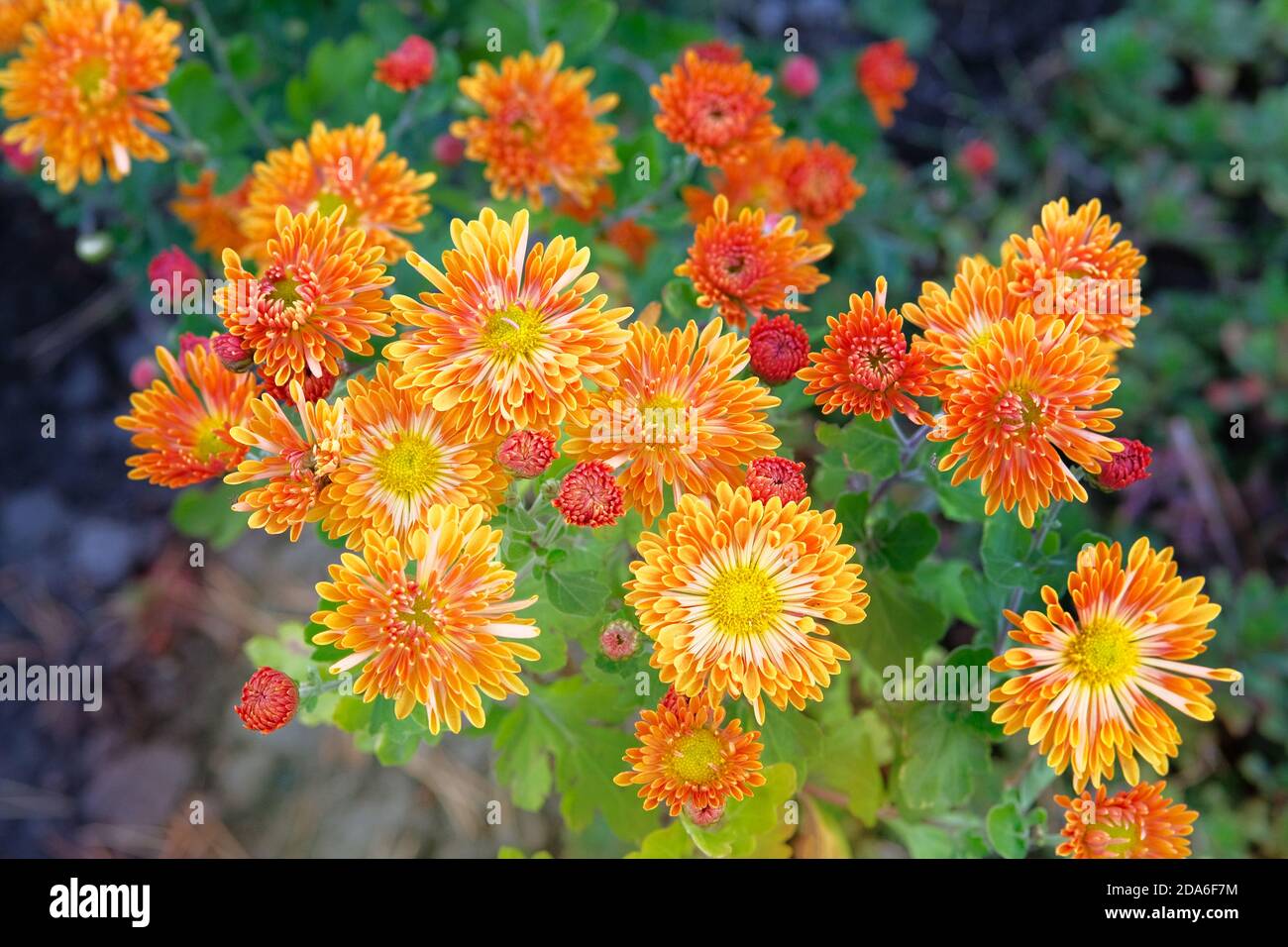 Chrysantheme Tapete. Floraler heller Hintergrund. Geöffnete orange Chrysantheme Knospe. Nahaufnahme. Stockfoto