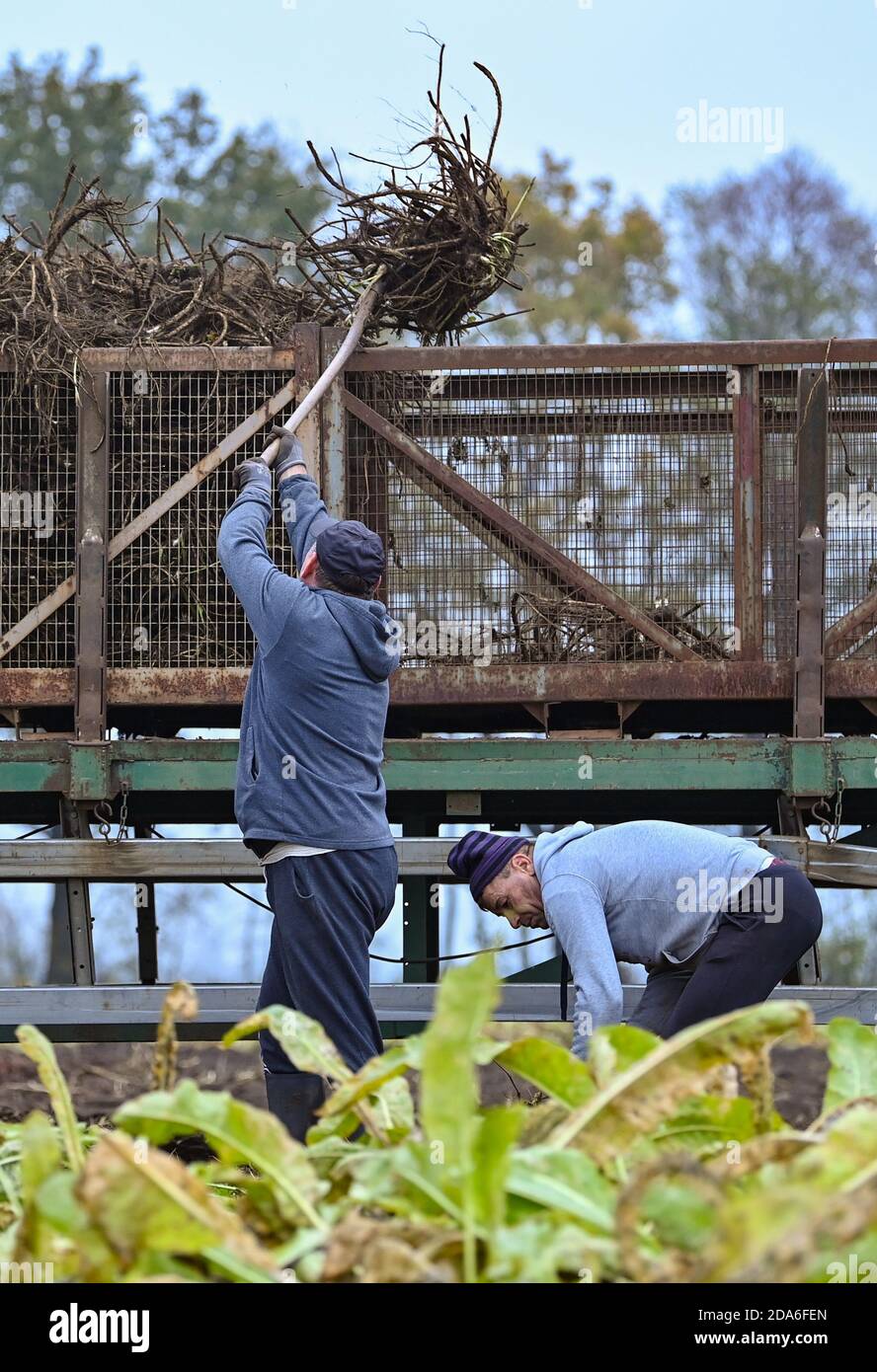 Rakow, Deutschland. November 2020. Rumänische Erntehelfer laden frisch gegrabene Meerrettichwurzeln auf einen Anhänger auf einem Feld der Spreewald Gemüsefarm in Klein Radden. Die heißen Wurzeln sind das letzte Gemüse, das in diesem Jahr im Spreewald geerntet wird. Das Gewürz ist wegen seines hohen Vitamin-C-Gehalts und seiner verdauungsfördernden Eigenschaften sehr beliebt. Die dünnen Triebe der Meerrettichwurzel werden zur Vermehrung benötigt. Die starke Hauptwurzel wird gebündelt und an die Rabe Spreewälder Konserven GmbH in Boblitz geliefert. Quelle: Patrick Pleul/dpa-Zentralbild/ZB/dpa/Alamy Live News Stockfoto