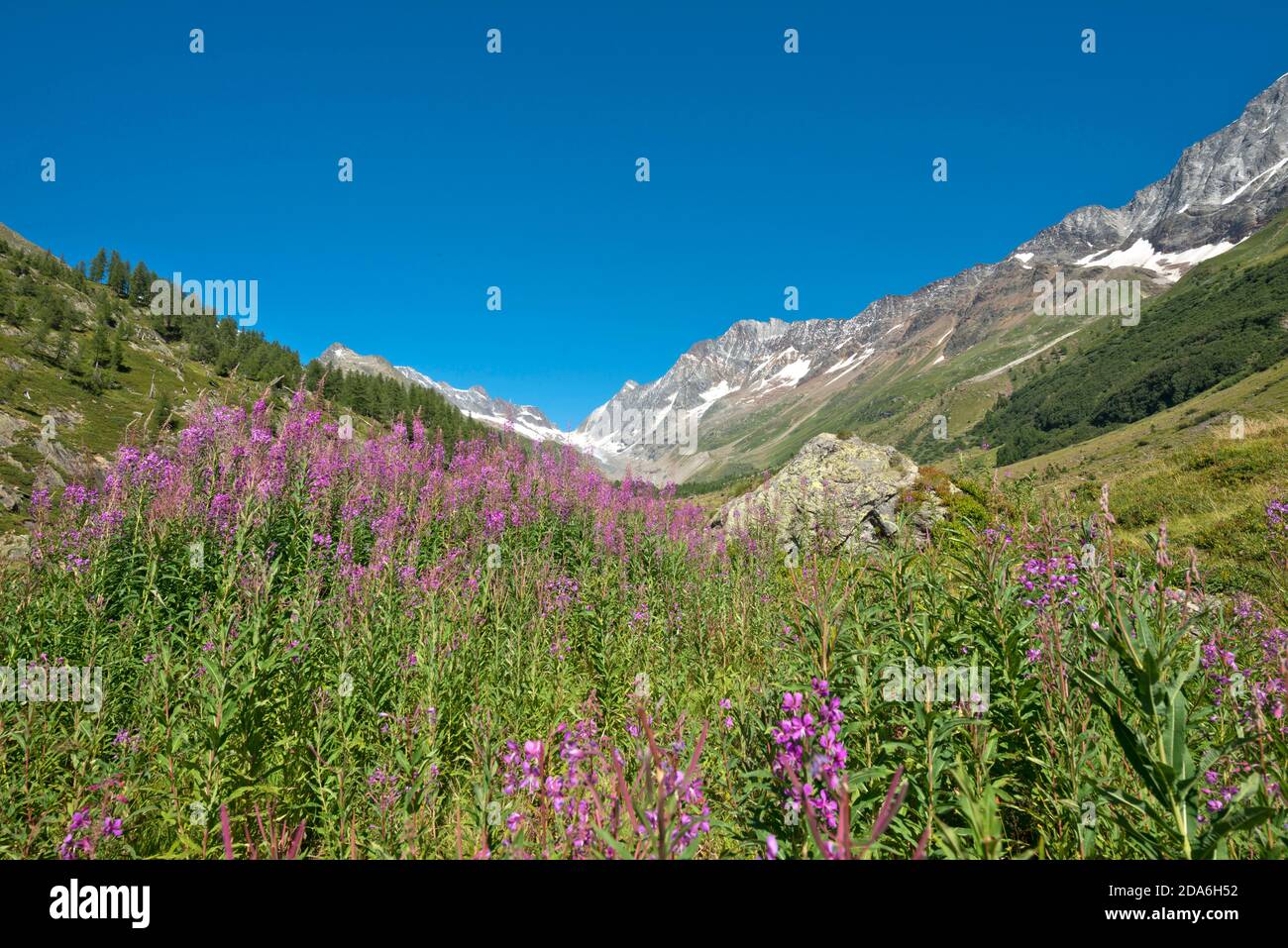 Schweiz, Wallis, Wallis, Lötschental, montagne, montagnes, Berg, Gebirge, Gebirge, Natur, Fleur, Fleur, Blume, Blumen, Blume, Blume Stockfoto