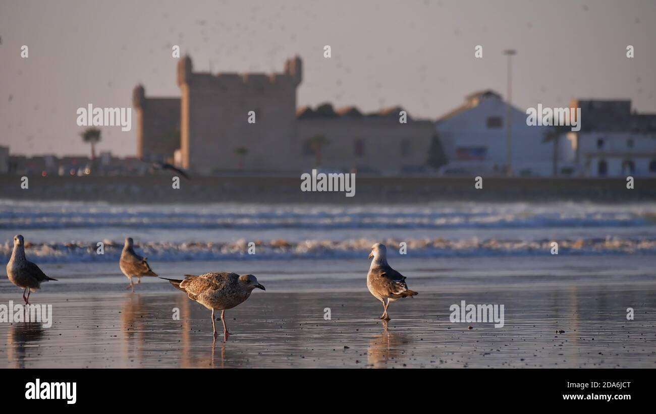 Gruppe von Möwenvögeln zu Fuß auf Tagharte Strand in Essaouira, Marokko, Afrika im Abendlicht mit beliebten historischen Zitadelle im Hintergrund. Stockfoto