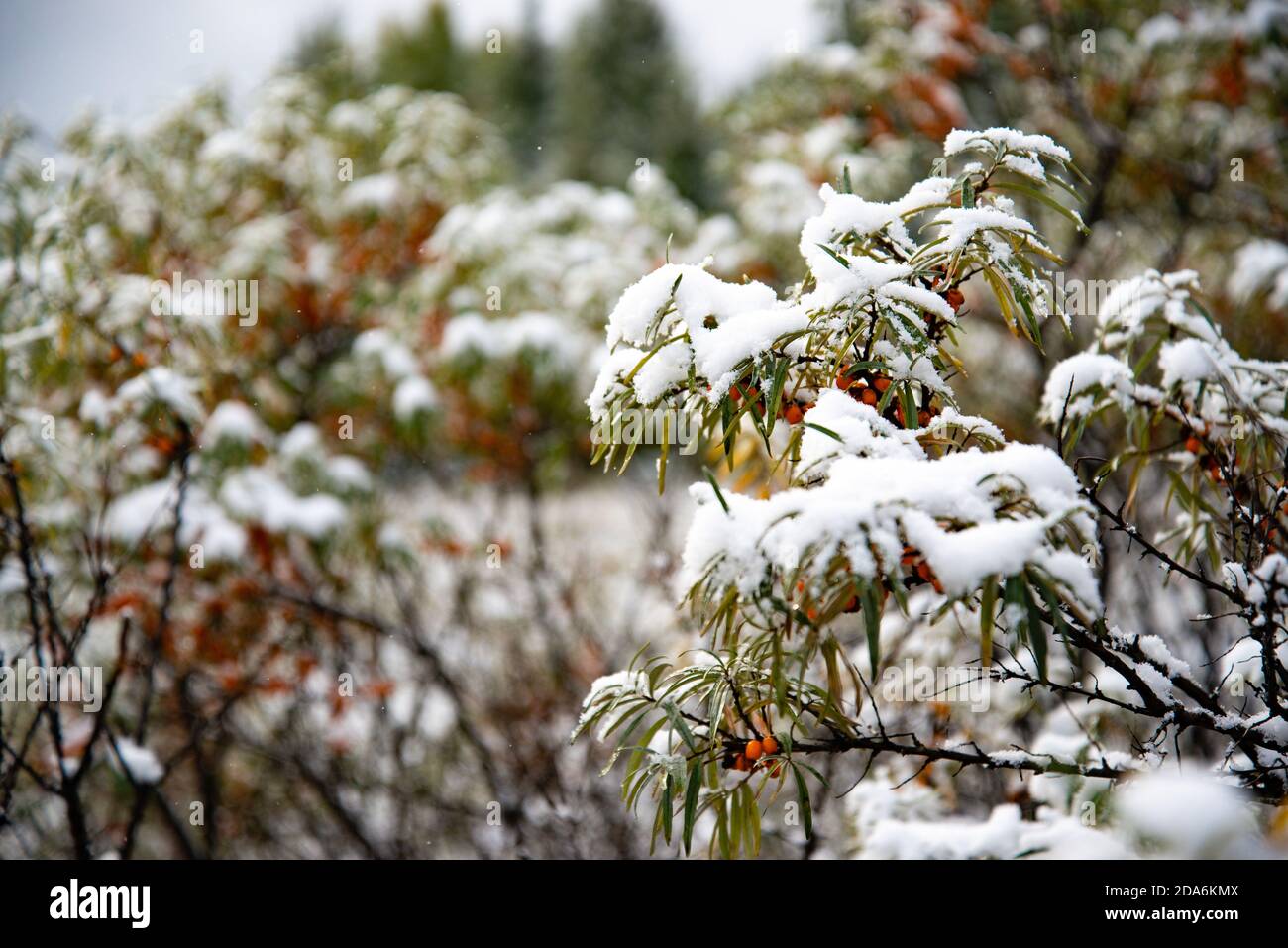 Plötzlicher Kälteeinbruch. Schnee auf dem Baum. Plötzlich fiel der Schnee auf die Äste des Sanddornbaumes, des scharfen kalten Schnapps, des schlechten Wetters. Stockfoto