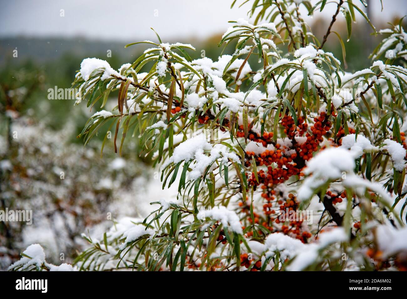 Plötzlicher Kälteeinbruch. Schnee auf dem Baum. Plötzlich fiel der Schnee auf die Äste des Sanddornbaumes, des scharfen kalten Schnapps, des schlechten Wetters. Stockfoto