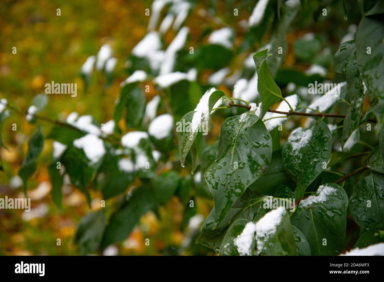 Plötzlicher Kälteeinbruch. Schnee auf dem Baum. Plötzlich fiel Schnee auf die Äste eines Baumes Stockfoto