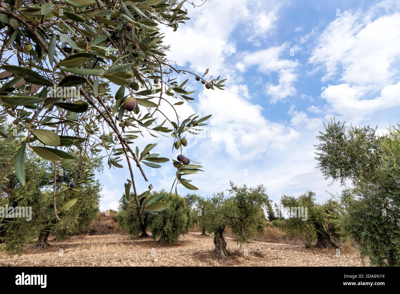 Olivenbaumgarten mit unreifen Früchten gegen den blauen Himmel Mit Wolken Stockfoto
