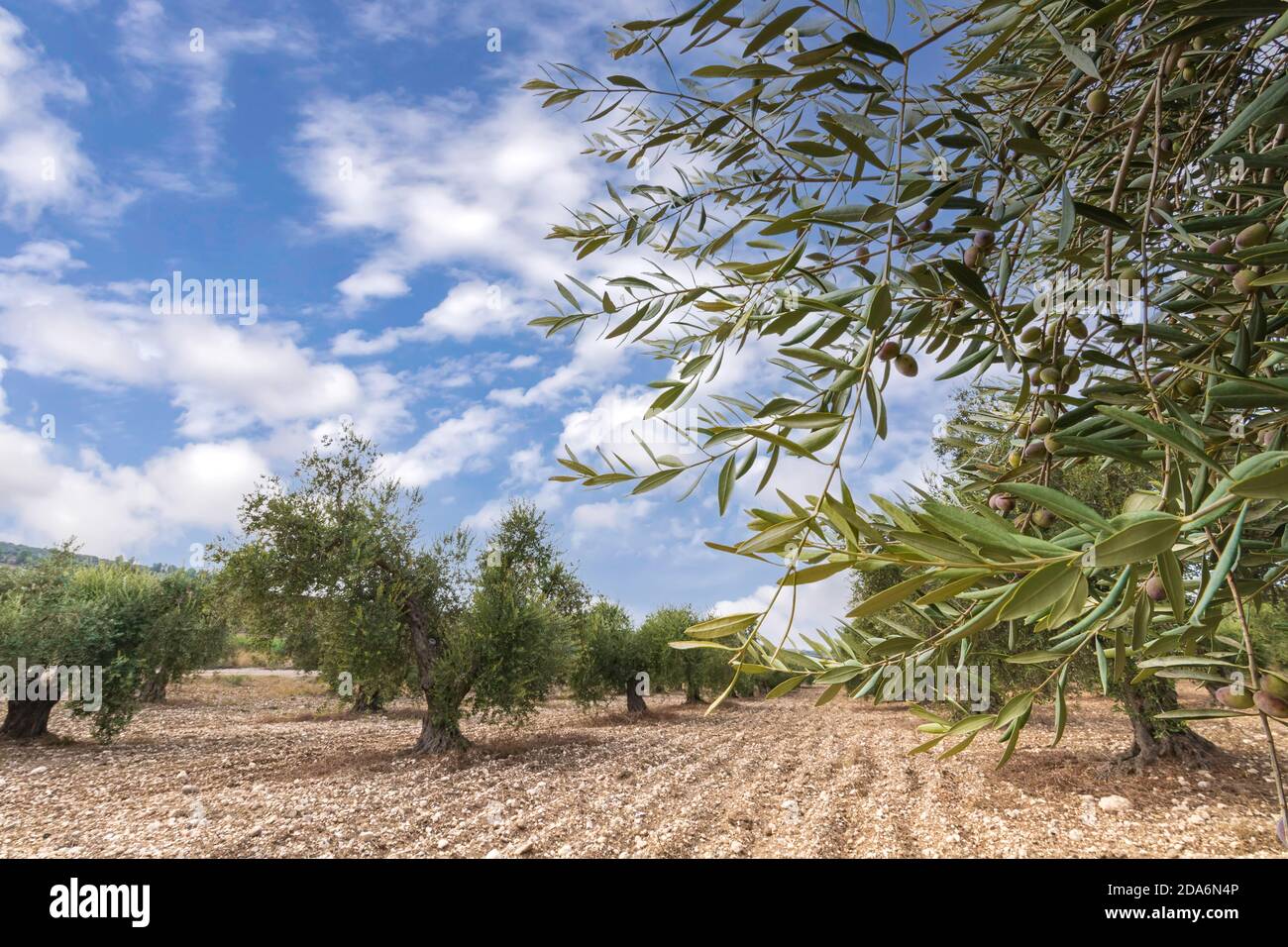 Olivenbaumgarten mit unreifen Früchten gegen den blauen Himmel Mit Wolken Stockfoto