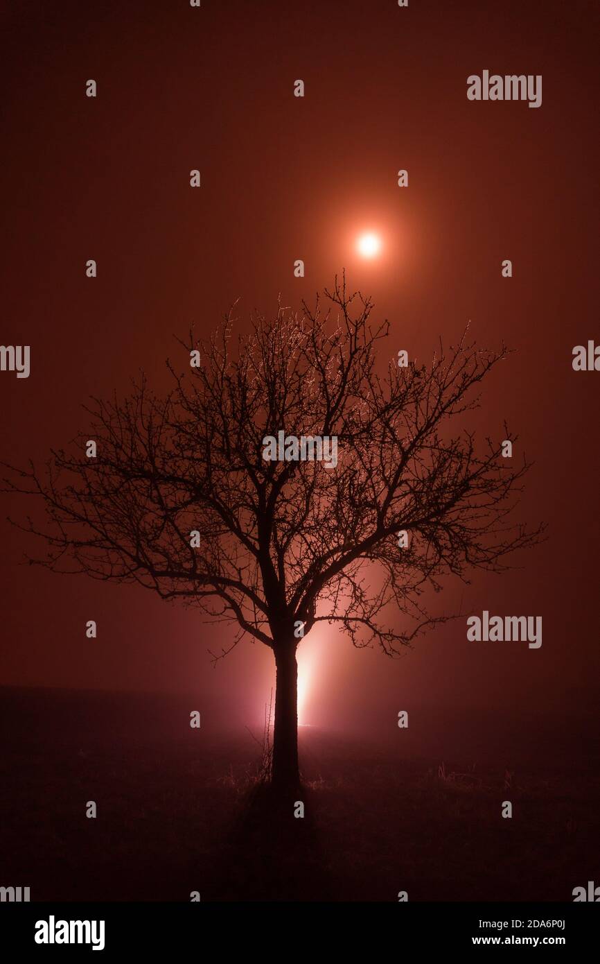 Winterbaum in magischer roter Atmosphäre mit Nebel und Mond Glanz Stockfoto