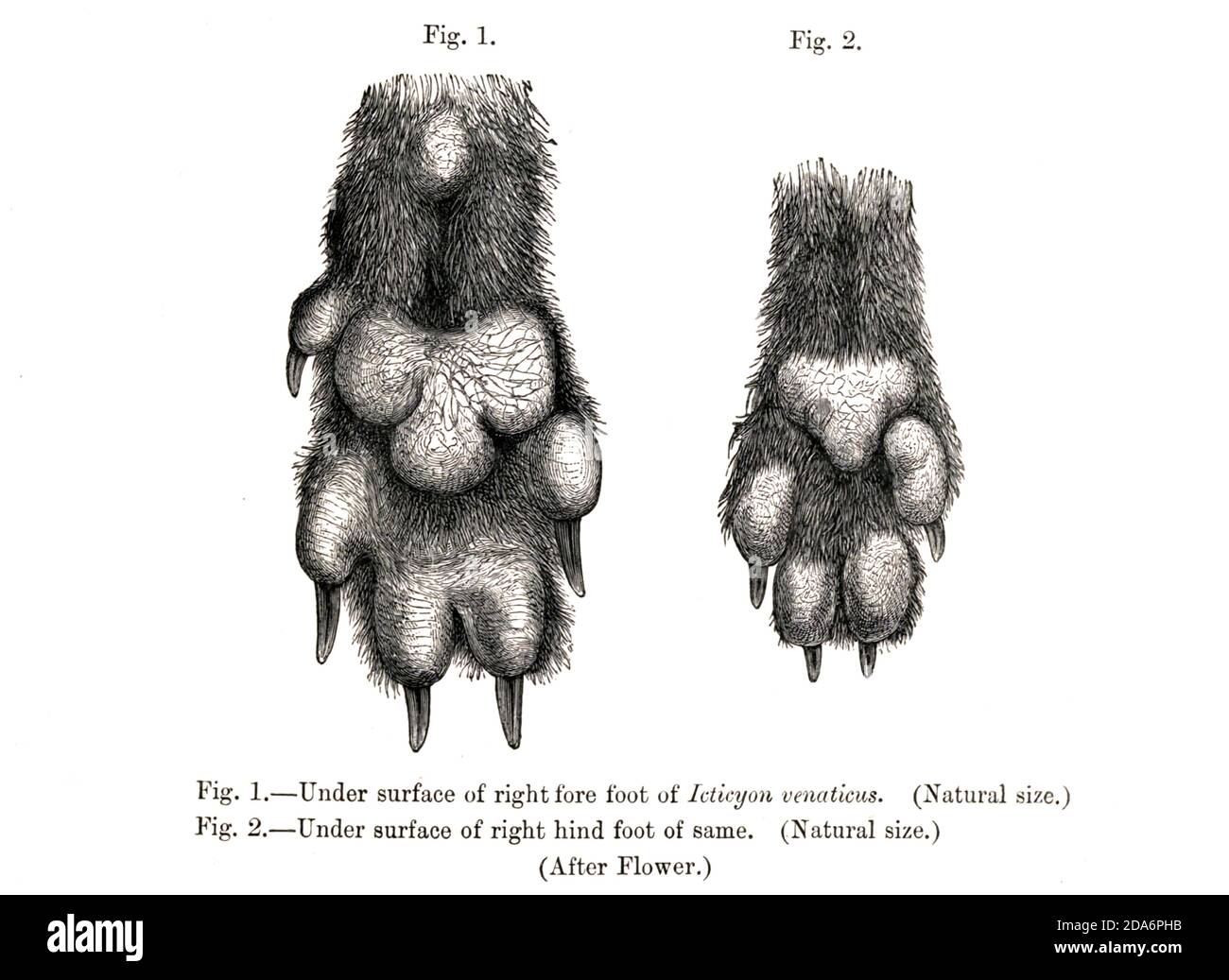 Unter der Oberfläche der Vorderpfote (links) und der Hinterpfote (rechts) des Buschhundes Icticyon venaticus aus dem Buch Hunde, Schakale, Wölfe und Füchse EINE Monographie der Canidae [aus dem Lateinischen, Canis, 'Hund') ist eine biologische Familie hundeähnlicher Fleischfresser. Ein Mitglied dieser Familie wird ein Canid genannt] von George Mivart, F.R.S. mit Holzschnitten und 45 farbigen Platten aus der Natur von J. G. Keulemans gezeichnet und handfarbig. Herausgegeben von R. H. Porter, London, 1890 Stockfoto