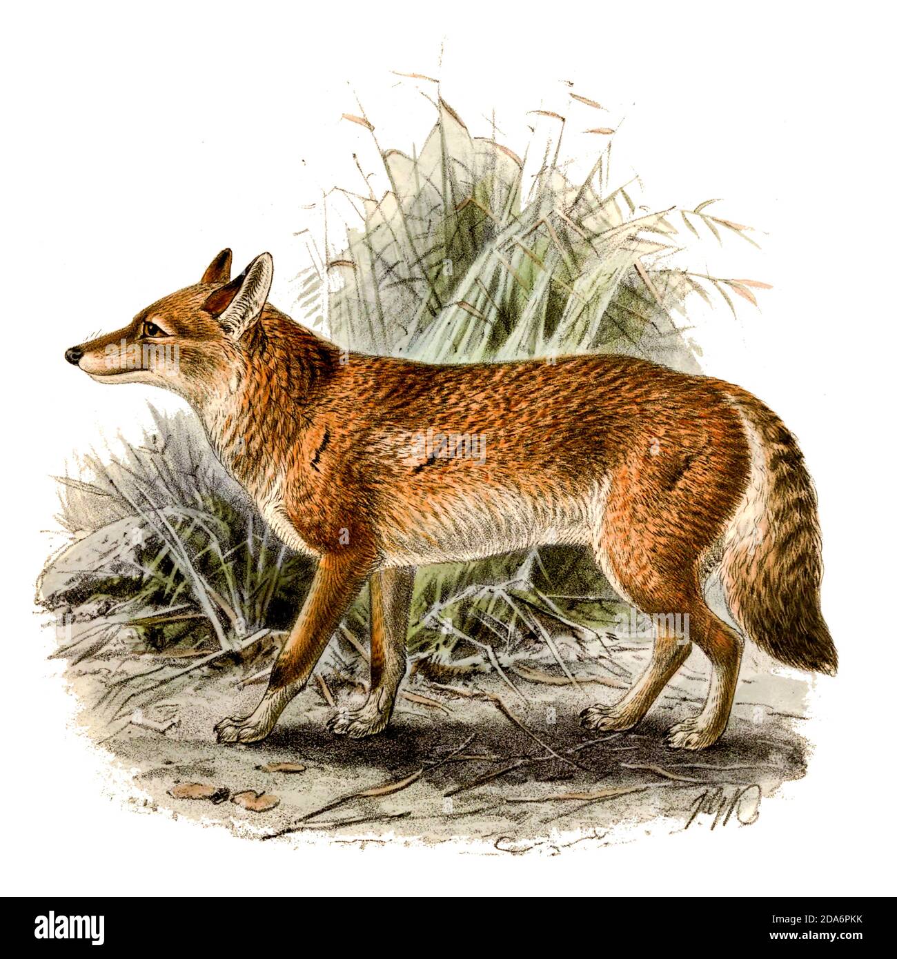 Der äthiopische Wolf (Canis simensis), [hier als Abessinischer Wolf], auch bekannt als Simien-Schakal oder Simien-Fuchs, ist ein in den äthiopischen Highlands heimischer Hund. Aus dem Buch Hunde, Schakale, Wölfe und Füchse EINE Monographie der Canidae [aus dem Lateinischen: Canis, 'Hund') ist eine biologische Familie hundeähnlicher Fleischfresser. Ein Mitglied dieser Familie wird ein Canid genannt] von George Mivart, F.R.S. mit Holzschnitten und 45 farbigen Platten aus der Natur von J. G. Keulemans gezeichnet und handfarbig. Herausgegeben von R. H. Porter, London, 1890 Stockfoto