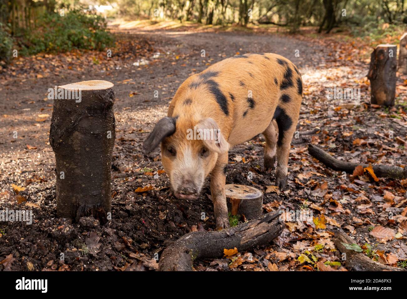 Oxford Sandy und Black Spoted Schweinejagd während der ausgedehnten Pfannagesaison. Ein milder Herbsttag in einem kurzen indischen Sommer Mitte November. Wetter: Ogdens, Frogham, Fordingbridge, New Forest, Hampshire, Großbritannien, 10. November 2020. Stockfoto