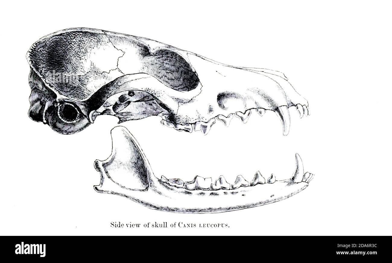 Seitenansicht eines Schädels eines Wüstenfuchses (Canis leucopus) aus dem Buch Hunde, Schakale, Wölfe und Füchse EINE Monographie der Canidae [aus dem Lateinischen, Canis, 'Hund') ist eine biologische Familie hundeähnlicher Fleischfresser. Ein Mitglied dieser Familie wird ein Canid genannt] von George Mivart, F.R.S. mit Holzschnitten und 45 farbigen Platten aus der Natur von J. G. Keulemans gezeichnet und handfarbig. Herausgegeben von R. H. Porter, London, 1890 Stockfoto