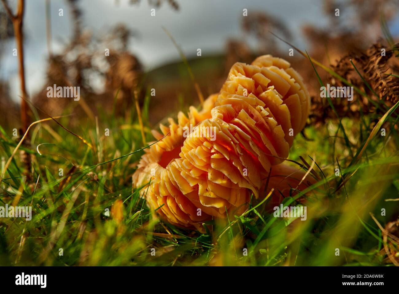 Waxcap mit gerollter Mütze sitzt zwischen Gras und gebrochen in der Nähe eines Friedhofs in den Scottish Borders. Möglicherweise Hygrocybe quieta gelb orange Wachskappe? Stockfoto