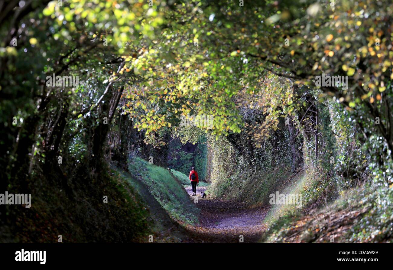 Eine Dame genießt einen Spaziergang durch die Bäume entlang eines alten Weges in Halnaker in der Nähe von Chichester, die der Route der Stane Street folgt, die London nach Chichester Roman Road. Stockfoto