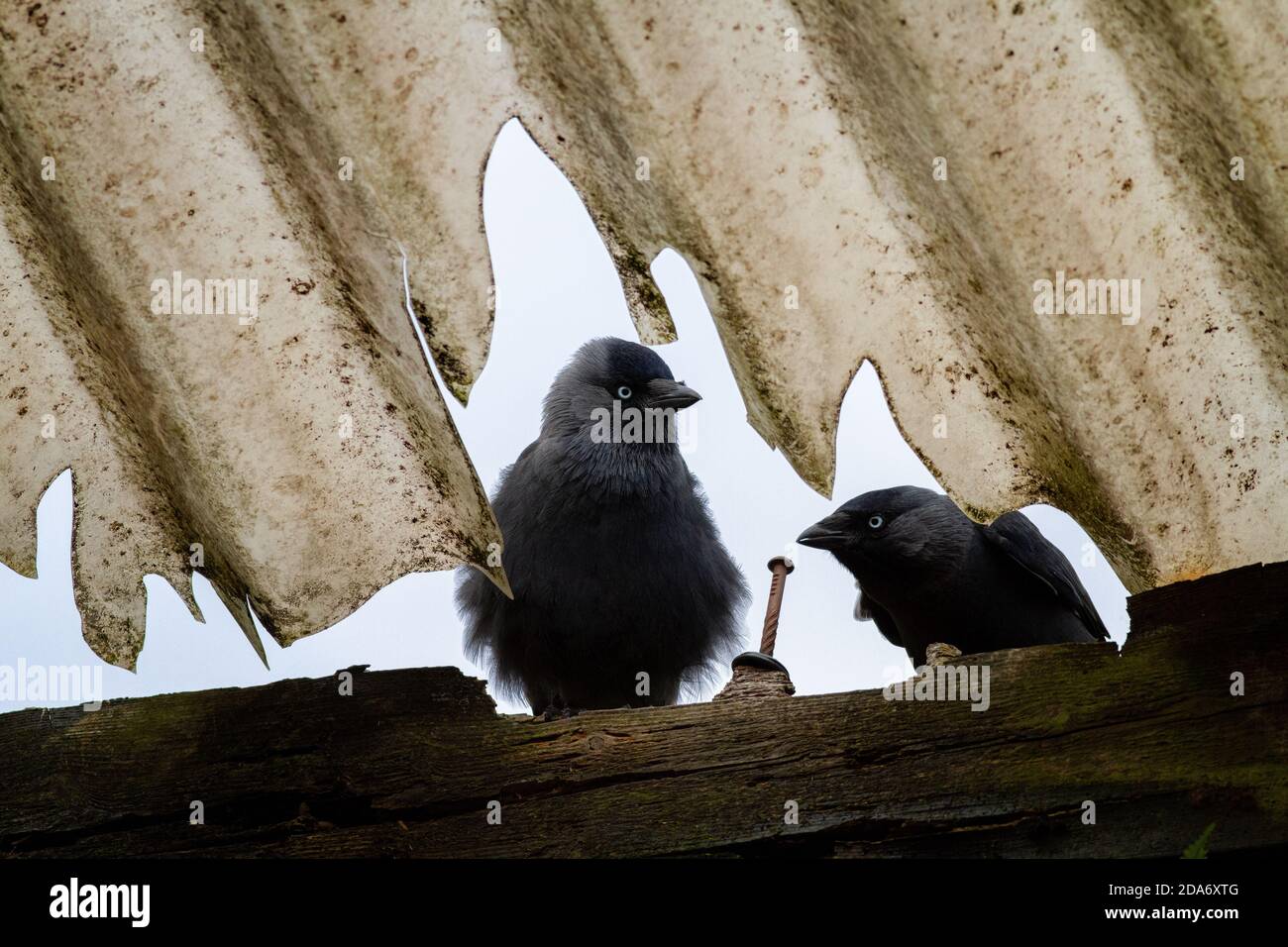 Zwei Dohlen (Corvus monedula), die durch ein Scheunendach eines Bauernhofs gucken, West Yorkshire, England, Großbritannien Stockfoto