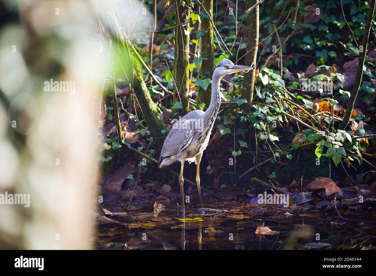 Arundel West Sussex UK 10. November - EIN Graureiher genießt die warme Sonne rund um Arundel Park in West Sussex heute als der Südosten in wärmeren als normale Temperaturen für die Zeit des Jahres baden . : Credit Simon Dack / Alamy Live News Stockfoto