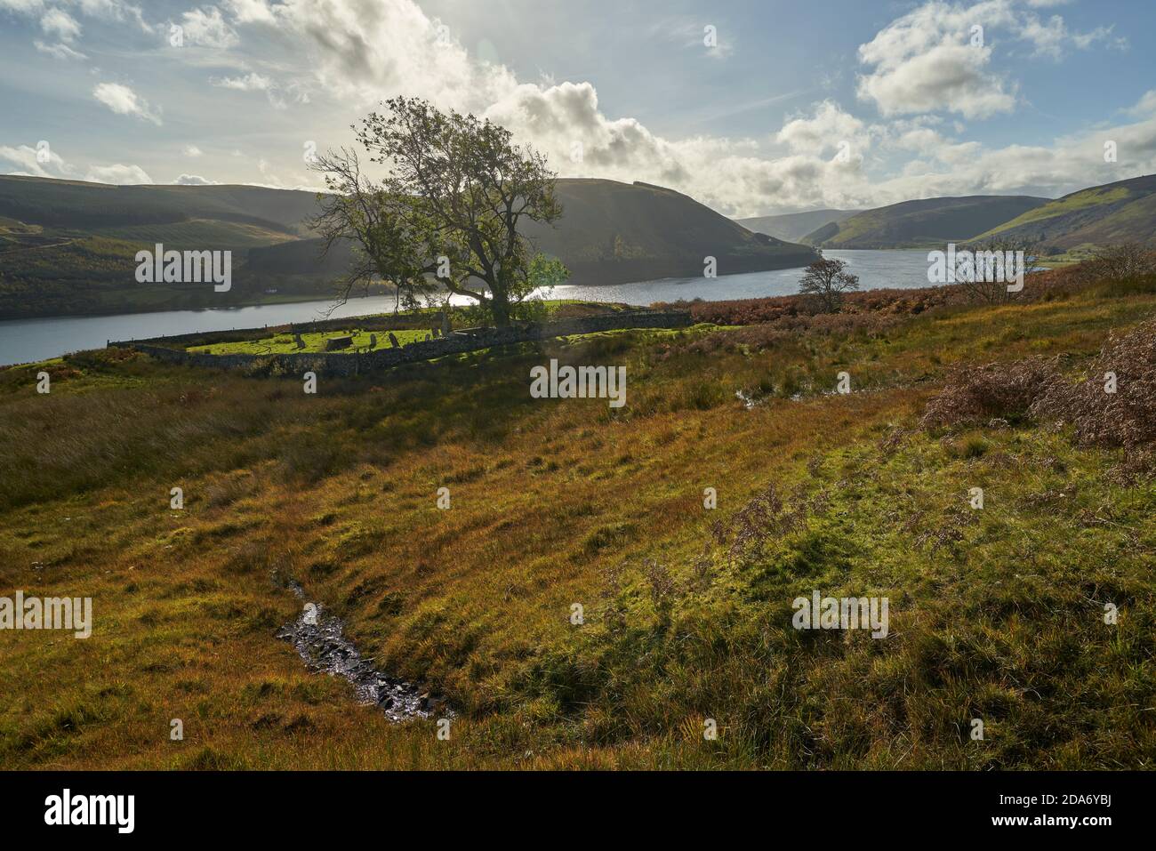 Licht spielt auf einer alten Esche im St. Mary's Kirkyard am St. Mary's Loch. Favoriten Woodland Trust Baum des Jahres 2021. Stockfoto