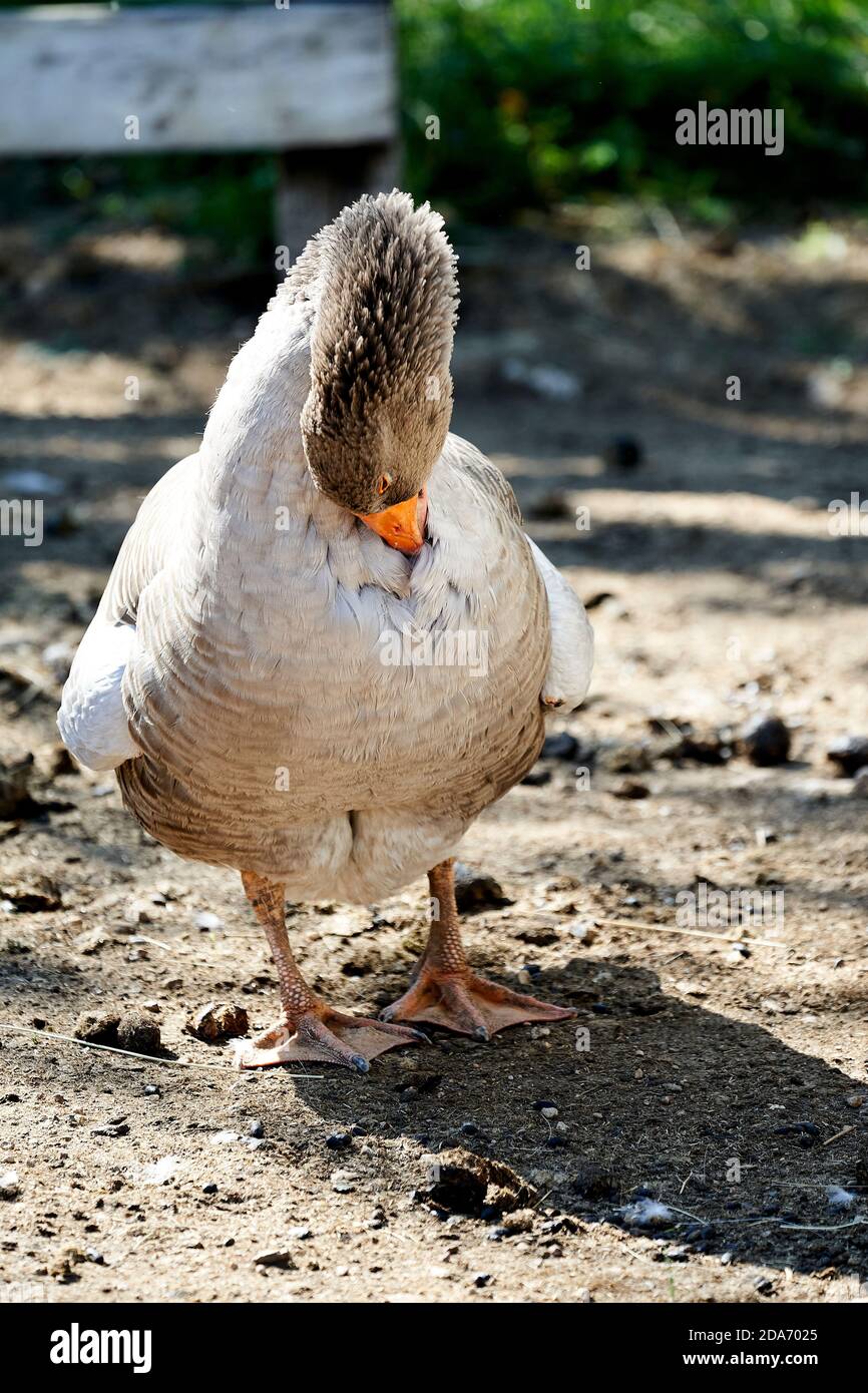 Eine graue Gans, die Federn mit ihrem Schnabel reinigt Stockfoto