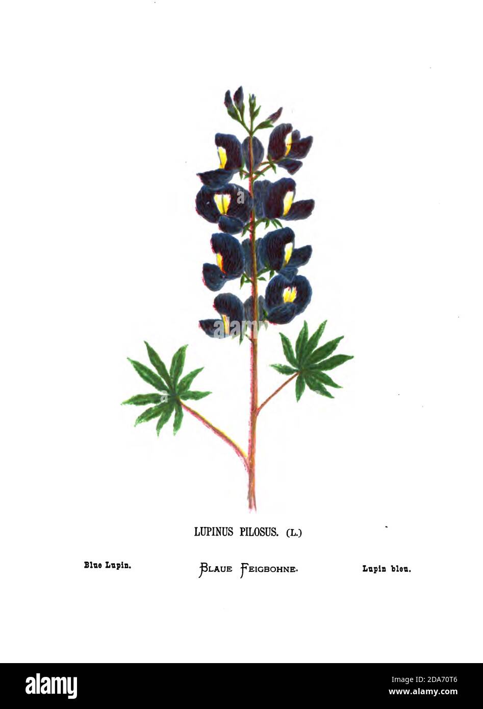 Blaue Lupine (Lupinus pilosus) aus dem Buch Wilde Blumen des Heiligen  Landes: 54 in Farben gedruckte Tafeln, gezeichnet und gemalt nach der  Natur. Von Mrs. Hannah Zeller, (Gobat); Tristram, H. B. (Henry