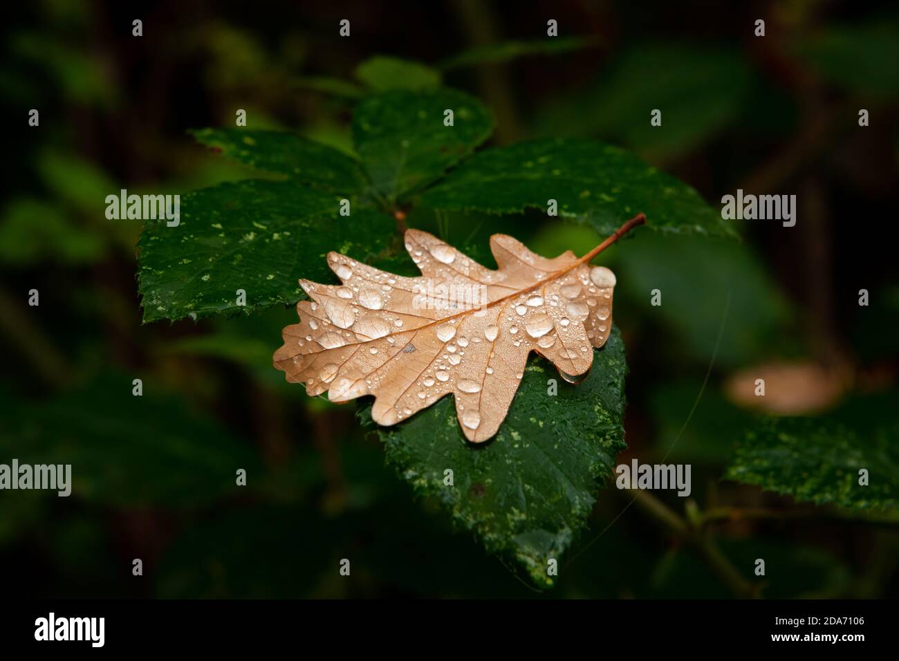 Ein braunes Eichenblatt mit Wassertröpfchen, die auf einem liegen Dunkelgrüne Pflanze im Herbst Stockfoto